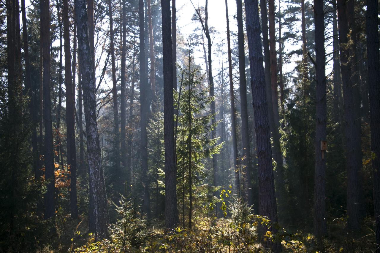 Беловежская пуща