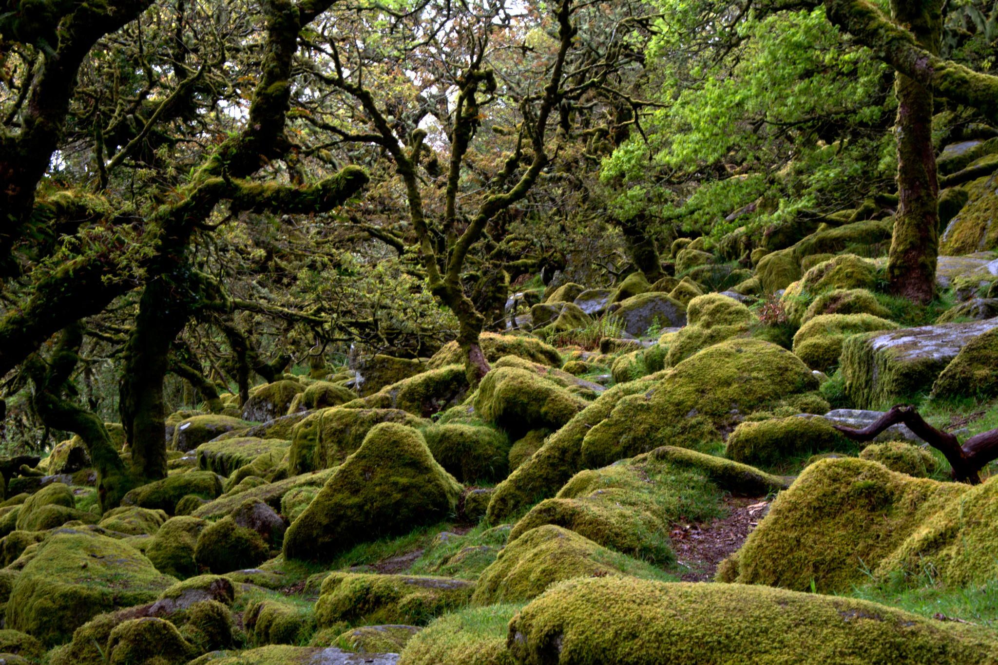 Вистманс Вуд