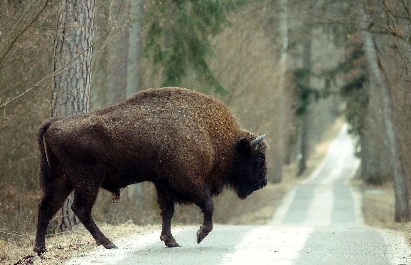 Беловежская пуща Зубр