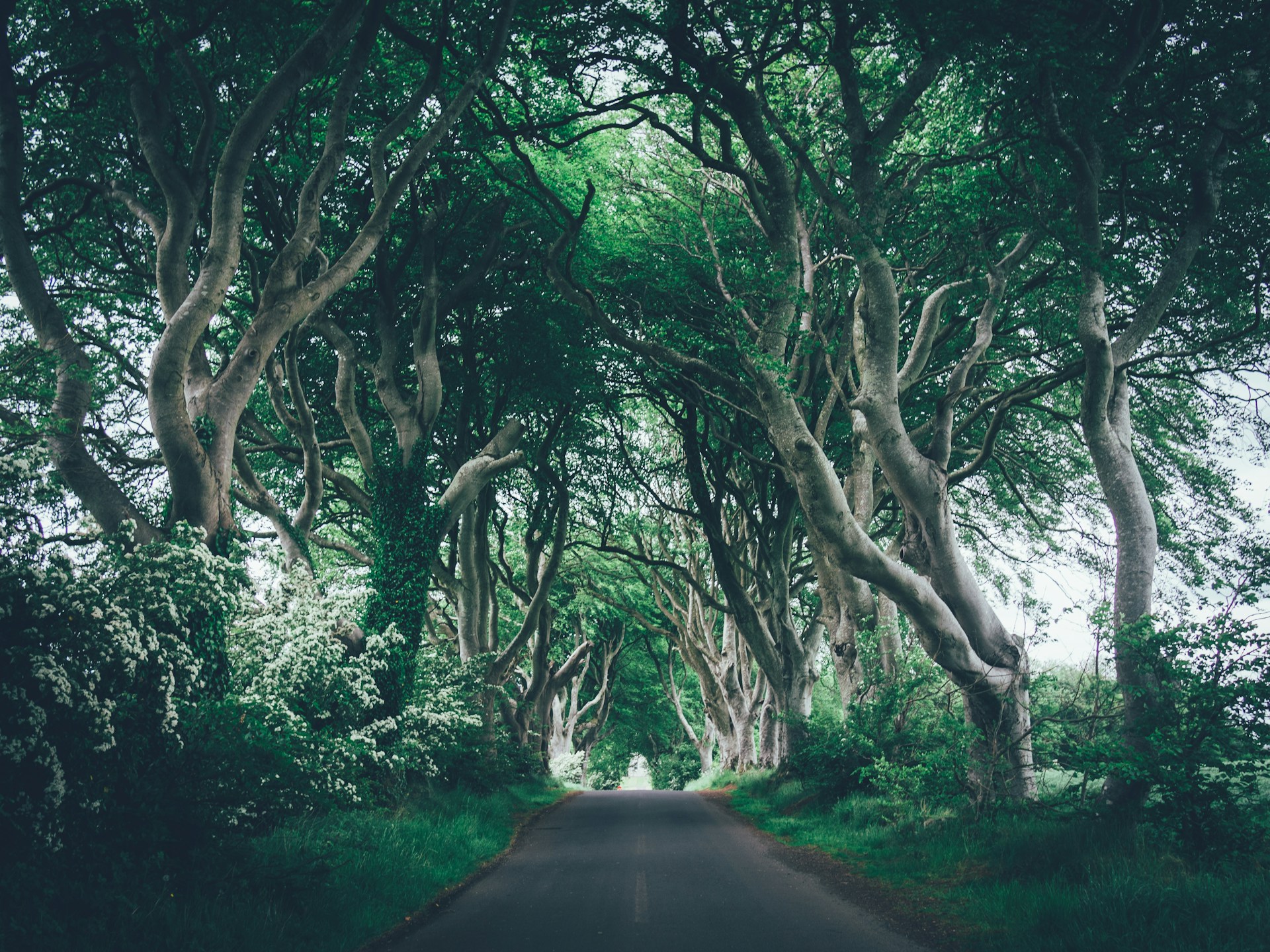 Буковая аллея Dark Hedges